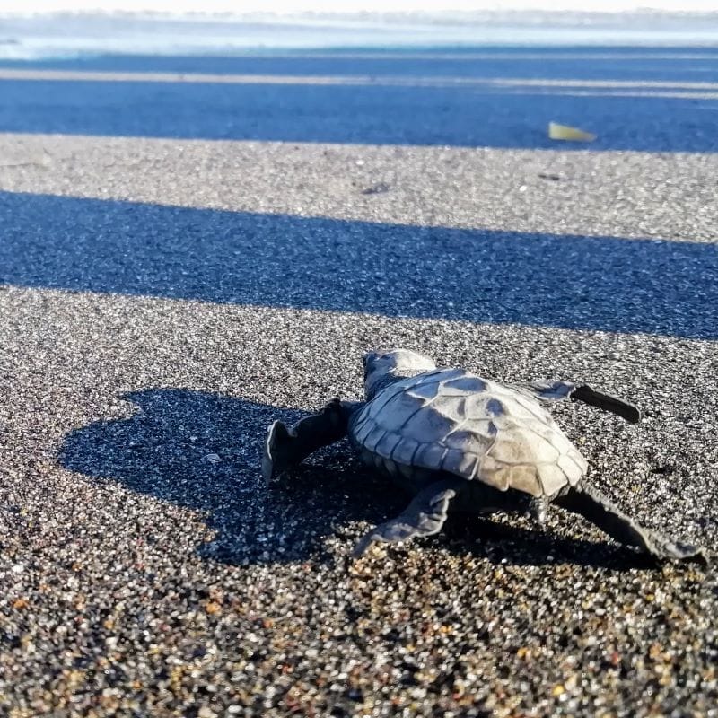 Meeresschildkröte am schwarzen Sandstrand von Saba Beach Titel: Schildkröte Saba Beach Bali