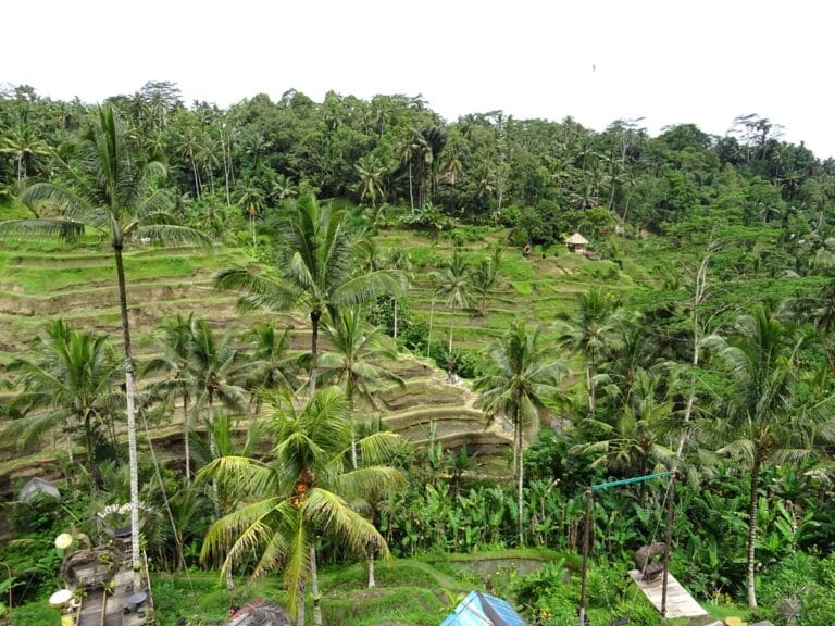 Tegalalang rice terraces with lush greenery.