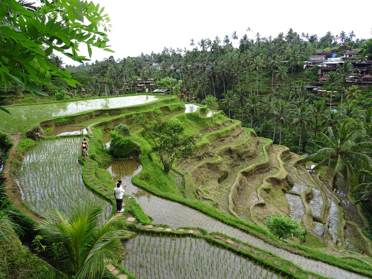 Panoramablick auf die Reisterrassen von Tegalalang in Ubud